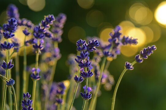 Flowering Lavender (Lavendula) in the back light