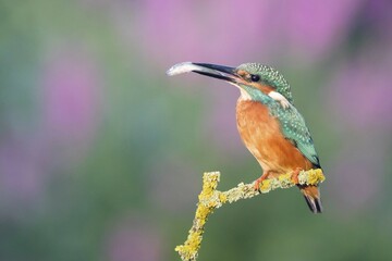 Perched kingfisher (Alcedo atthis) with fish, Hesse, Germany, Europe