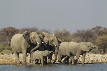 Obraz premium African elephant (Loxodonta africana), breeding herd at waterhole, Etosha National Park, Namibia, Africa