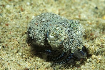 Small ink snail (Eupyrmna sp.), Sabang, Mindoro, Sulu Lake, Philippines, Asia