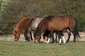 Fototapeta premium Icelandic horses (Equus ferus caballus), mares and a foal grazing on pasture, Schleswig-Holstein, Germany, Europe