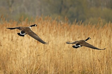 Canada geese (Branta canadensis) flying, Germany, Europe