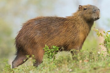 Capybara (Hydrochaeris hydrochaeris), Pantanal, Mato Grosso, Brazil, South America