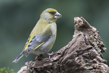 European greenfinch (Carduelis chloris) sits on deadwood, Emsland, Lower Saxony, Germany, Europe