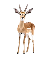 Deer stands in front of transparent background