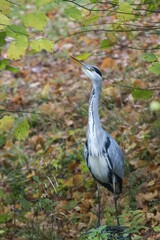 Grey heron (Ardea cinerea) amongst autumn leaves, North Hesse, Germany, Europe