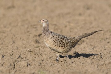 Pheasant (Phasianus colchicus), female, Emsland, Lower Saxony, Germany, Europe