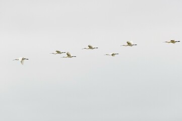 Common spoonbill (Platalea leucorodia) in flight, Texel, West Frisian Islands, Province of North Holland, Holland, Netherlands