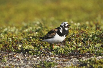 Ruddy Turnstone (Arenaria interpres), Tundra, Norway, Europe
