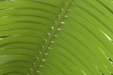 Giant Dioon, or Gum Palm (Dioon spinulosum), native to Mexico