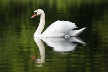 Mute swan (Cygnus olor) with mirror image in the water, Schleswig-Holstein, Germany, Europe