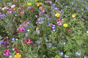 Blooming colourful flower meadow, garden sowing, Allgäu, Bavaria, Germany, Europe