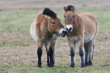 Przewalski's horses (Equus ferus przewalskii) get a whiff of each other, Emsland, Lower Saxony, Germany, Europe