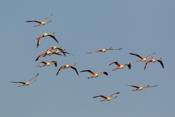 Greater Flamingo (Phoenicopterus roseus), flock flying, Ebro Delta Nature Reserve, Tarragona province, Catalonia, Spain, Europe