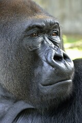 Western Lowland Gorilla (Gorilla gorilla gorilla), animal portrait, male, Silverback, captive, South-West Region, Cameroon, Africa