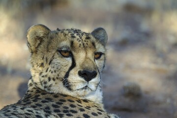 Cheetah (Acinonyx jubatus), resting male, animal portrait, captive, Namibia, Africa