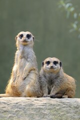 Meerkats (Suricata suricatta), native to Africa, captive, Baden-Württemberg, Germany, Europe