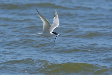 Sandwich Tern (Sterna sandvicensis) in flight with fish above water, Texel, West Frisian Islands, Province of North Holland, The Netherlands, Europe