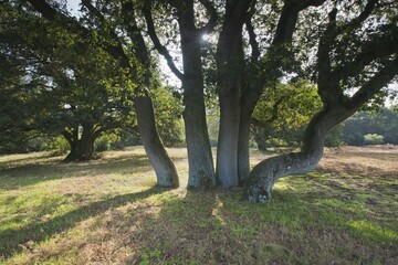 Wood pasture oak (Quercus robur), Emsland, Lower Saxony, Germany, Europe