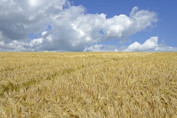 Grain field, barley (Hordeum vulgare), blue cloudy sky, North Rhine-Westphalia, Germany, Europe