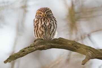 Little Owl (Athene noctua), sitting on tree branch, Emsland, Lower Saxony, Germany, Europe