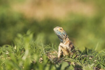 Ground Agama (Agama aculeata), male, rainy season with green surroundings, Kalahari Desert, Kgalagadi Transfrontier Park, South Africa, Africa