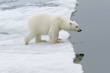 Polar bear (Ursus maritimus), female walking on pack ice, Svalbard Archipelago, Barents Sea, Arctic, Norway, Europe © G&M Therin-Weise/imageBROKER