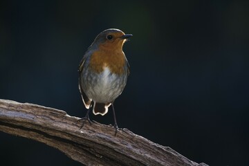 European robin (Erithacus rubecula) sits on deadwood in backlight, Emsland, Lower Saxony, Germany, Europe