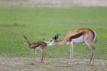 Springboks (Antidorcas marsupialis), ewe cleans newborn lamb, during the rainy season in green surroundings, Kalahari Desert, Kgalagadi Transfrontier Park, South Africa, Africa