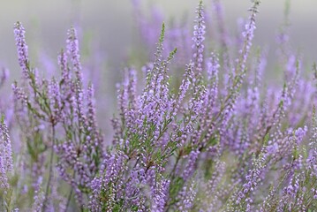 Heathland, Oberoher Heide, flowering common heather (Calluna Vulgaris), Südheide nature park Park, Lüneburg Heath, Lower Saxony, Germany, Europe