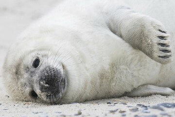 Grey seal (Halichoerus grypus), pup, Heligoland, Schleswig-Holstein, Germany, Europe © Erhard Nerger/imageBROKER