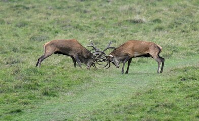 Red deer (Cervus elaphus), rut, deer fighting, Denmark, Europe