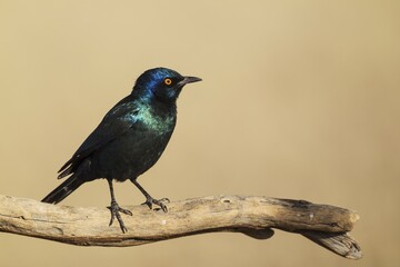 Cape Glossy Starling (Lamprotornis nitens), Kalahari Desert, Kgalagadi Transfrontier Park, South Africa, Africa