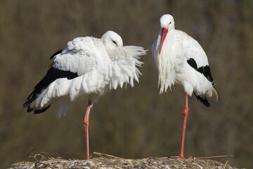 White Storks (Ciconia ciconia), pair, Münsterland, North Rhine-Westphalia, Germany, Europe
