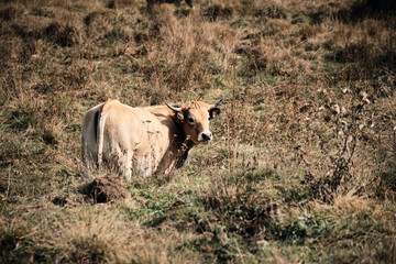 Vache Aubrac