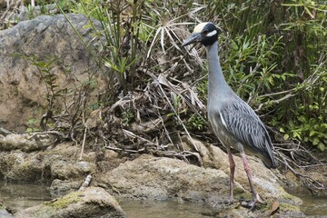 Yellow-crowned night heron (Nyctanassa violacea) stands on stone by the water, Parque Guanayara, Cuba, Central America