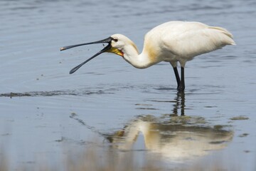 Common spoonbill (Platalea leucorodia), prey catching in water, Texel, North Holland, Netherlands