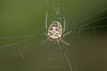 Spider (Larinioides folium) in web, Baden-Württemberg, Germany, Europe