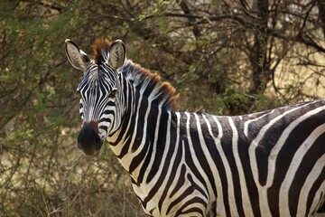 Plains zebra (Equus quagga), Lake Manyara National Park, Tanzania, Africa