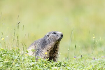 Marmot (Marmota) on the lookout, Dachstein, Styria, Austria, Europe