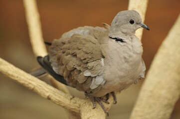Eurasian Collared Dove (Streptopelia decaocto), in the Al Ain Zoo, Al Ain, Abu Dhabi, United Arab Emirates, Arabia, the Orient, Middle East, Asia