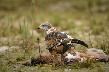 Red Kite (Milvus milvus) feeding on hare, Allgaeu, Bavaria, Germany, Europe