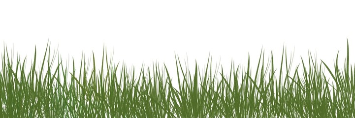 Digitally rendered grass isolated on white background