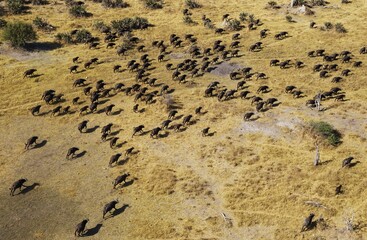 Cape Buffaloes (Syncerus caffer caffer), roaming herd, Okavango Delta, Botswana, Africa