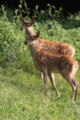 Red deer (Cervus elaphus), fawns, three weeks, Allgaeu, Bavaria, Germany, Europe
