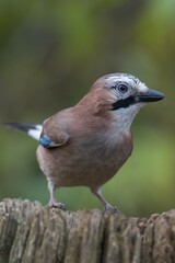 Eurasian Jay (Garrulus glandarius), Emsland, Lower Saxony, Germany, Europe