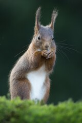 Red Squirrel (Sciurus vulgaris), Emsland, Lower Saxony, Germany, Europe