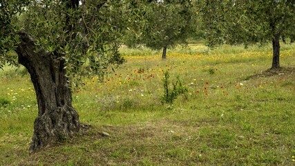 Old olive tree in front of a flower meadow in an olive plantation, Venice, Italy, Europe