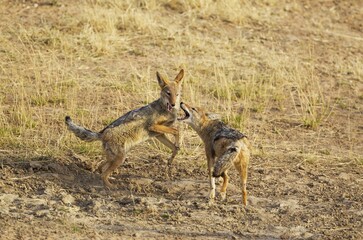 Black-backed Jackals (Canis mesomelas), playful, Kalahari Desert, Kgalagadi Transfrontier Park, South Africa, Africa