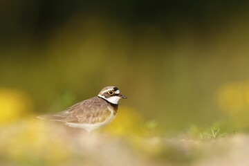 Little ringed plover (Charadrius dubius), Middle Elbe Biosphere Reserve, Saxony-Anhalt, Germany, Europe